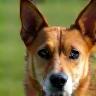 Confident dog navigating agility equipment