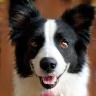 Alex Smith with Border Collie